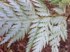 Loxsoma cunninghamii