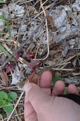 Jeffersonia diphylla