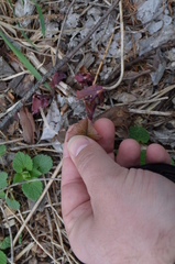 Jeffersonia diphylla