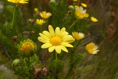 Euryops pinnatipartitus