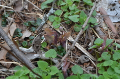 Jeffersonia diphylla