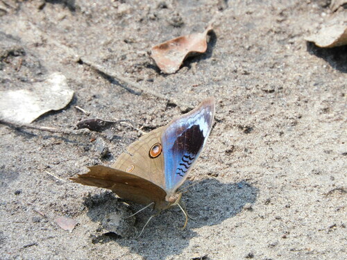 African Pansy