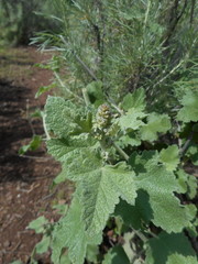 Malacothamnus hallii