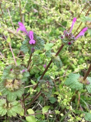 Lamium amplexicaule
