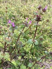 Lamium amplexicaule