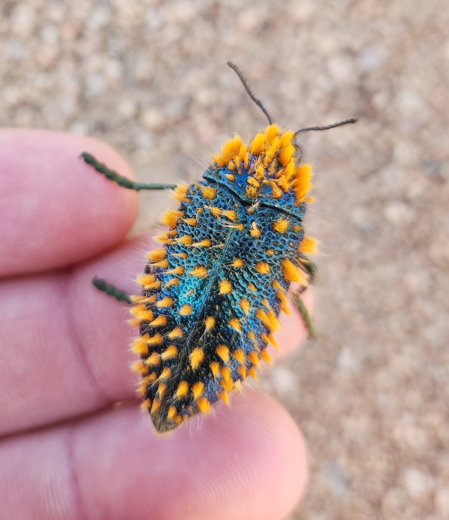 Julodis viridipes · iNaturalist