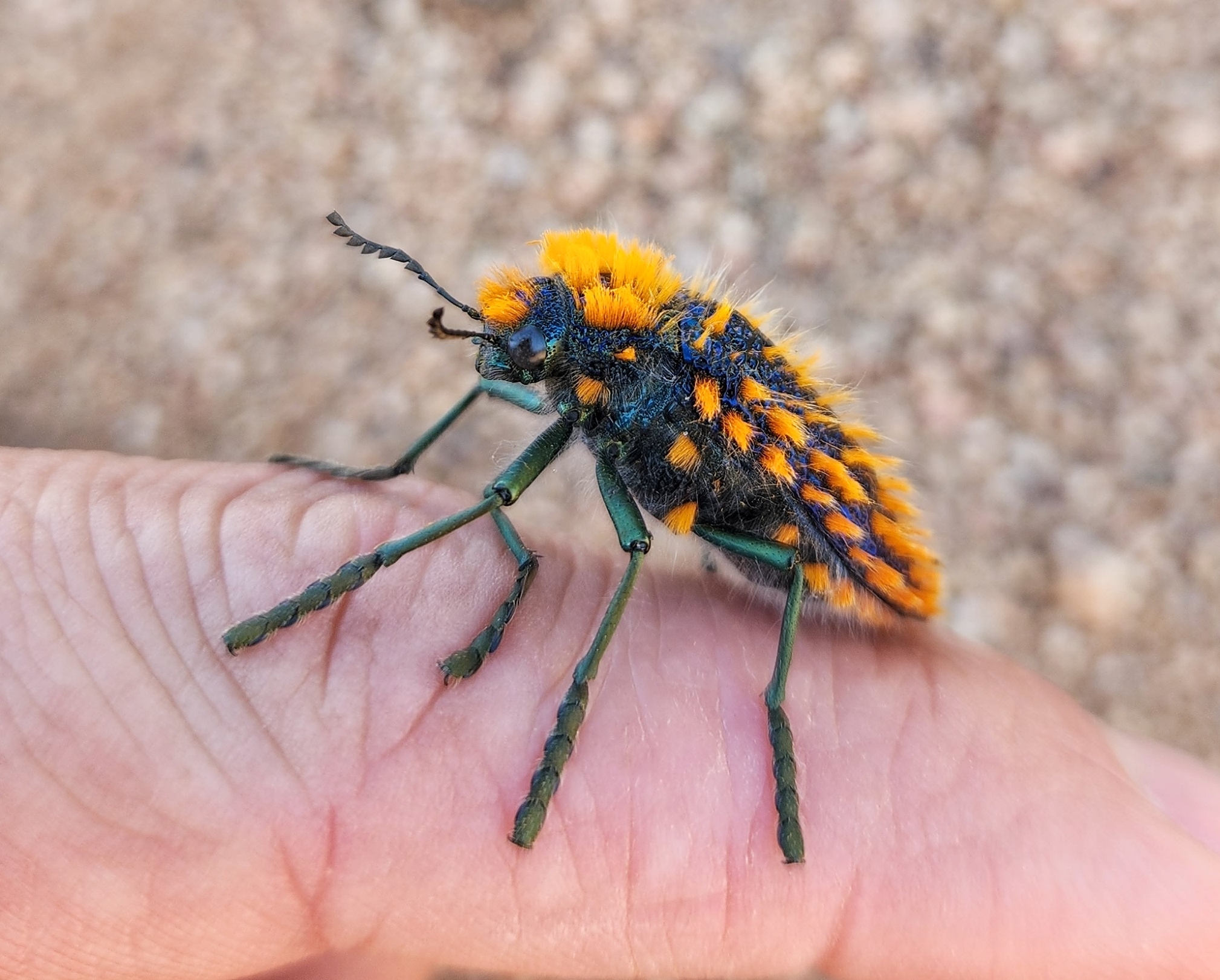 Julodis viridipes · iNaturalist