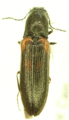 Gambrinus pictus