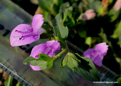 Dicliptera