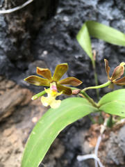 Prosthechea livida