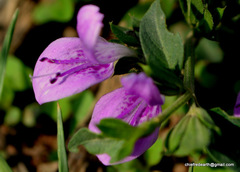 Dicliptera