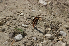 Dryadula phaetusa image
