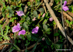 Dicliptera