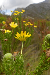 Euryops pinnatipartitus