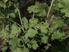 Malacothamnus hallii