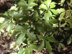 Pseudopanax discolor