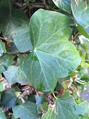 Hedera helix