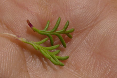 Euryops pinnatipartitus