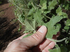 Malacothamnus hallii