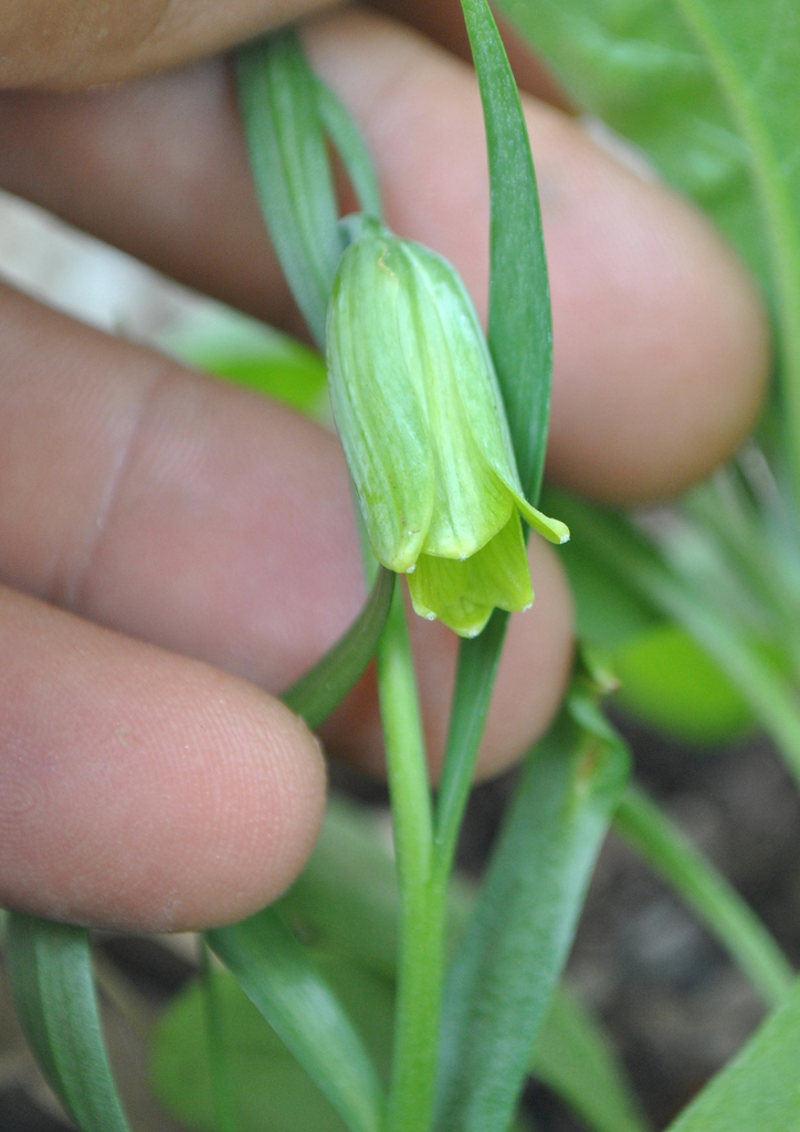 Fritillaria bithynica