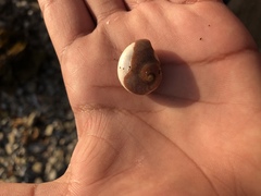 Micrarionta rufocincta