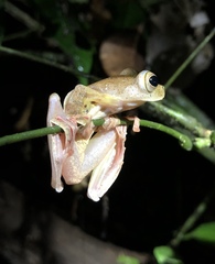 Rhacophorus pardalis