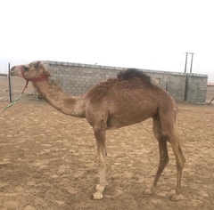 Camelus