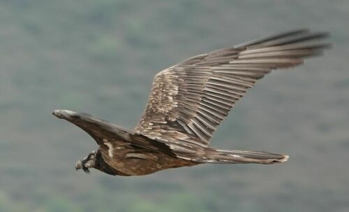 Quebrantahuesos (Gypaetus barbatus)
