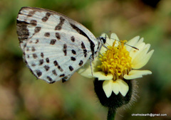 Castalius rosimon