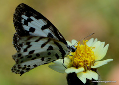 Castalius rosimon