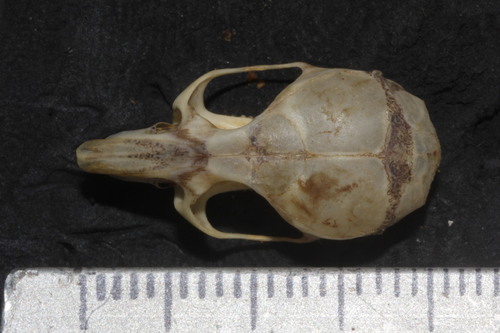 Reithrodontomys australis
