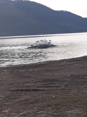 Pelecanus erythrorhynchos