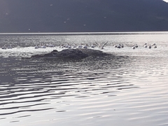 Pelecanus erythrorhynchos