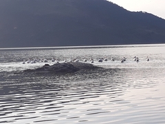 Pelecanus erythrorhynchos