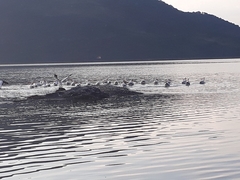 Pelecanus erythrorhynchos