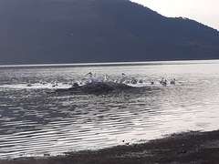 Pelecanus erythrorhynchos