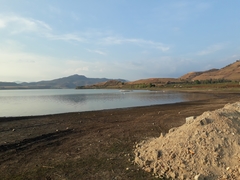 Pelecanus erythrorhynchos