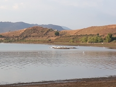 Pelecanus erythrorhynchos