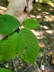 Ostrya virginiana image