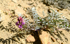 Astragalus palmeri