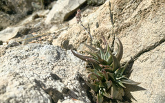 Dudleya saxosa