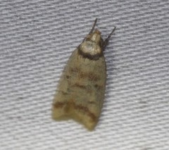 Heteroteucha anthodora