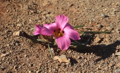 Romulea subfistulosa