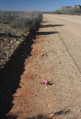 Romulea subfistulosa