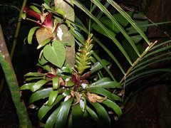 Vriesea heliconioides image