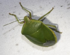 Glaucias
