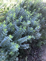 Wikstroemia uva-ursi