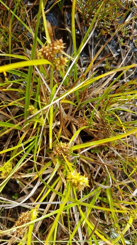 Carex flaviformis (Carex flaviformis)