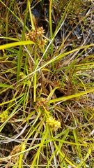 Carex flaviformis