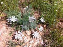Lomatium nevadense